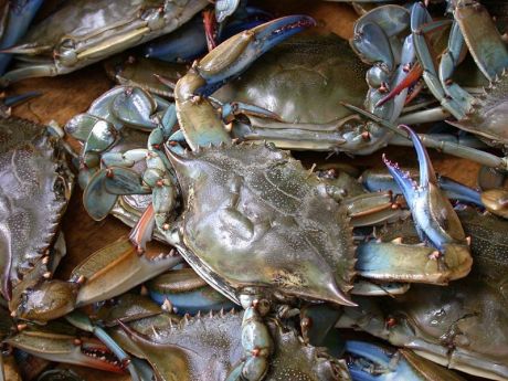 Chesapeake Bay blue crabs.  We used to catch these by the bucket in the creek behind my house
